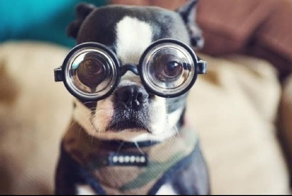 Petit chien blanc et noir portant des lunettes de vue épaisses à verres grossissants