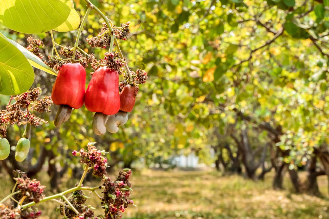 Pommes de Cajou rouges et blanches sur une branche d'anacardier en verger, avec feuillage vert en arrière-plan