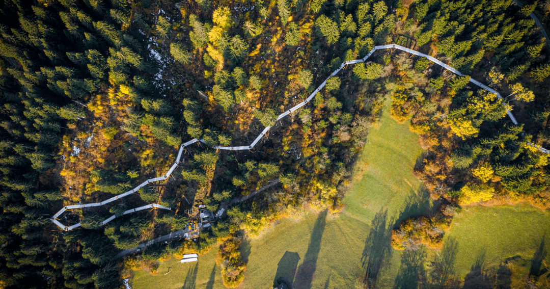 Aérienne d'une forêt d'automne avec un sentier sinueux et une prairie, couleurs jaunes et vertes dominantes