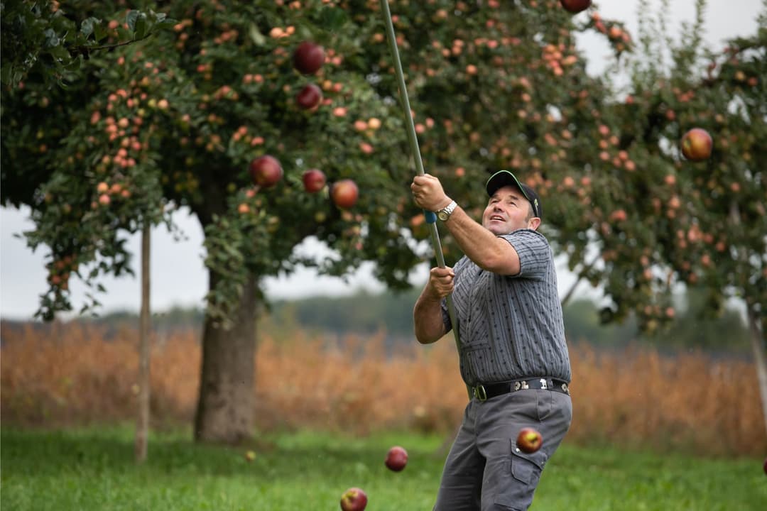 Producteur récoltant des pommes à cidre rouges et orangées avec une gaule dans un verger en été