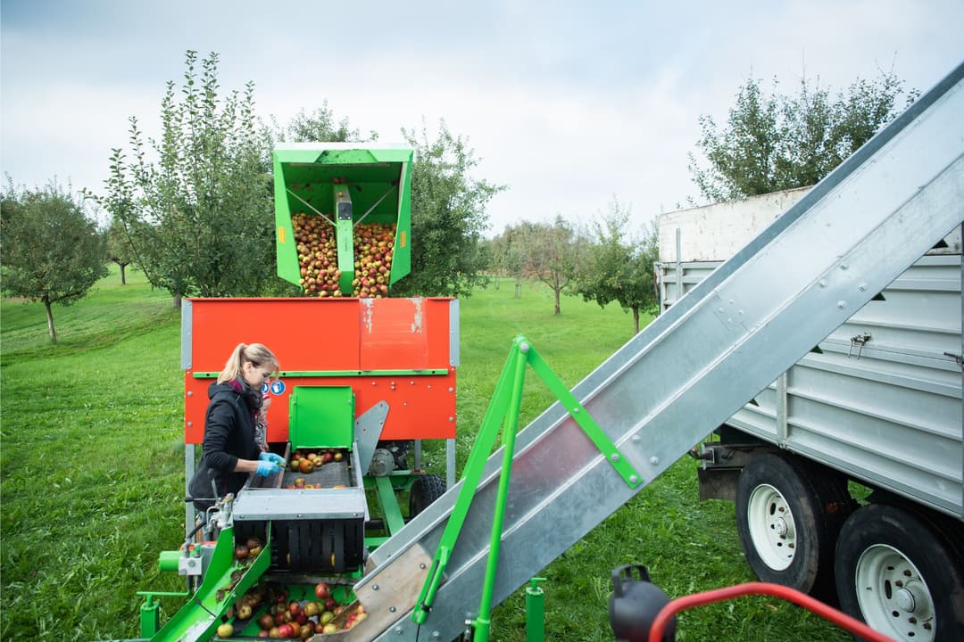Femme alimentant une machine rouge et verte de ramassage de fruits à cidre dans un verger, avec une remorque agricole