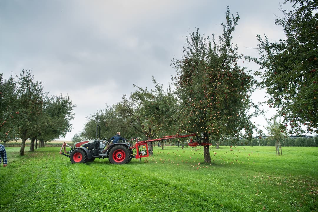 Tracteur avec secoueur rouge récolting des pommes à cidre dans un verger sous ciel nuageux