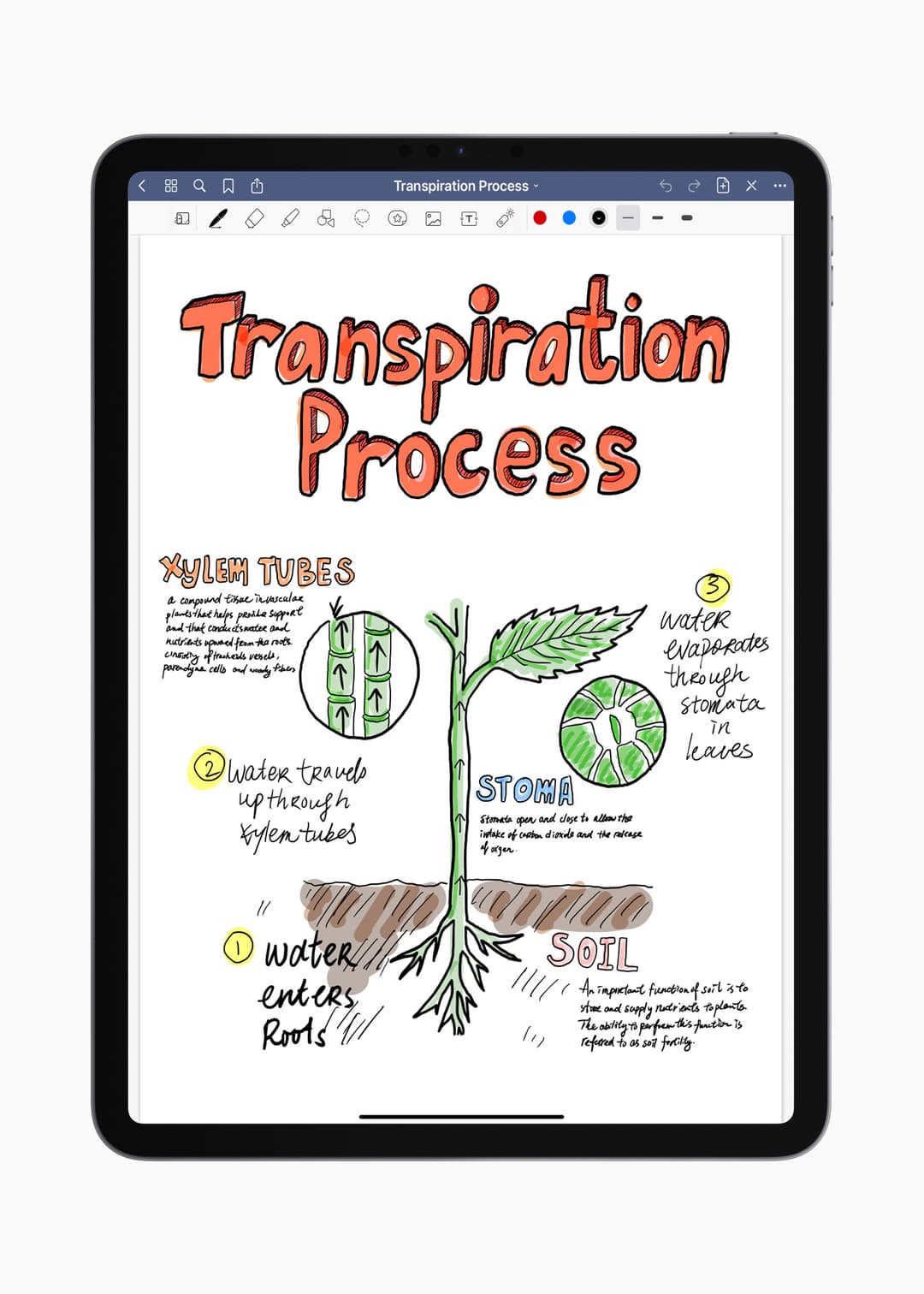 IPad affichant un schéma coloré du processus de transpiration des plantes, avec annotations manuscrites sur les tubes de xylème, le stomate et les racines