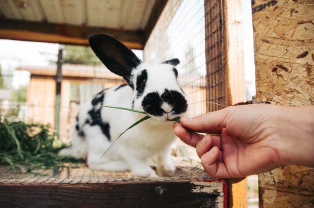 Lapin noir et blanc mangeant une herbe verte dans la main d'une personne à l'intérieur d'un enclos