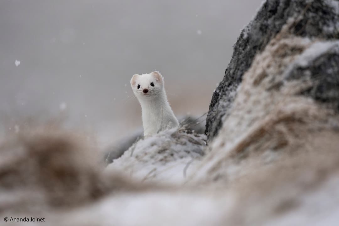 Hermine blanche surveillant un rocher enneigé, photographiée avec un objectif Sony ultra-zoom