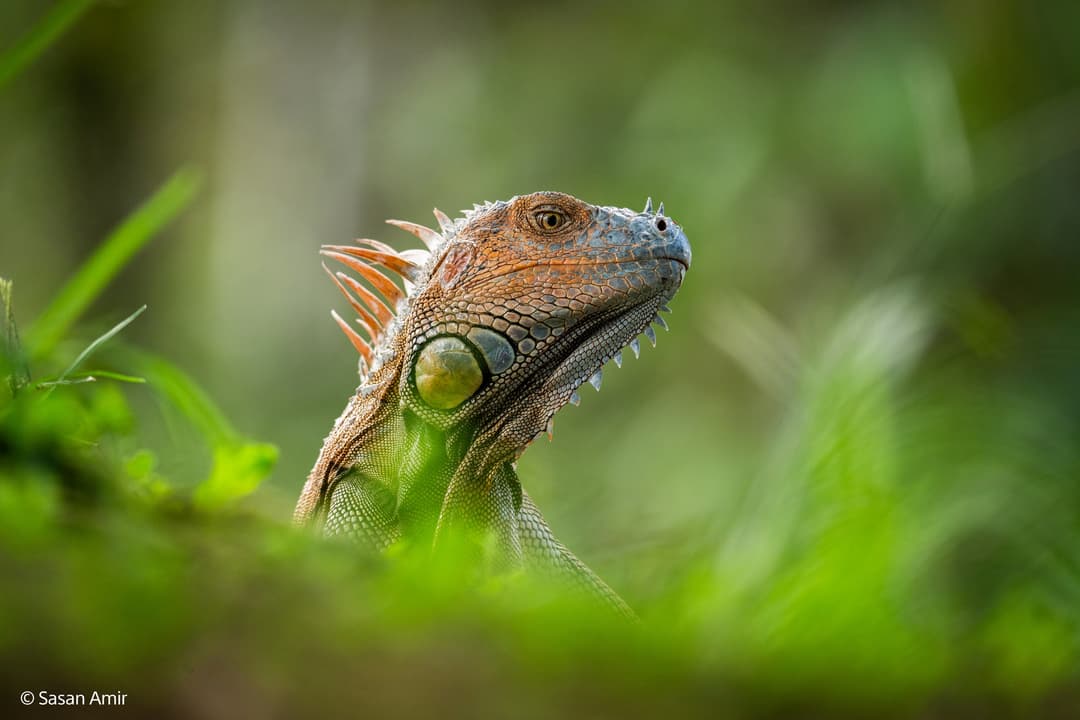 Iguane brun et vert aux yeux jaunes, photographié en gros plan parmi la végétation floue