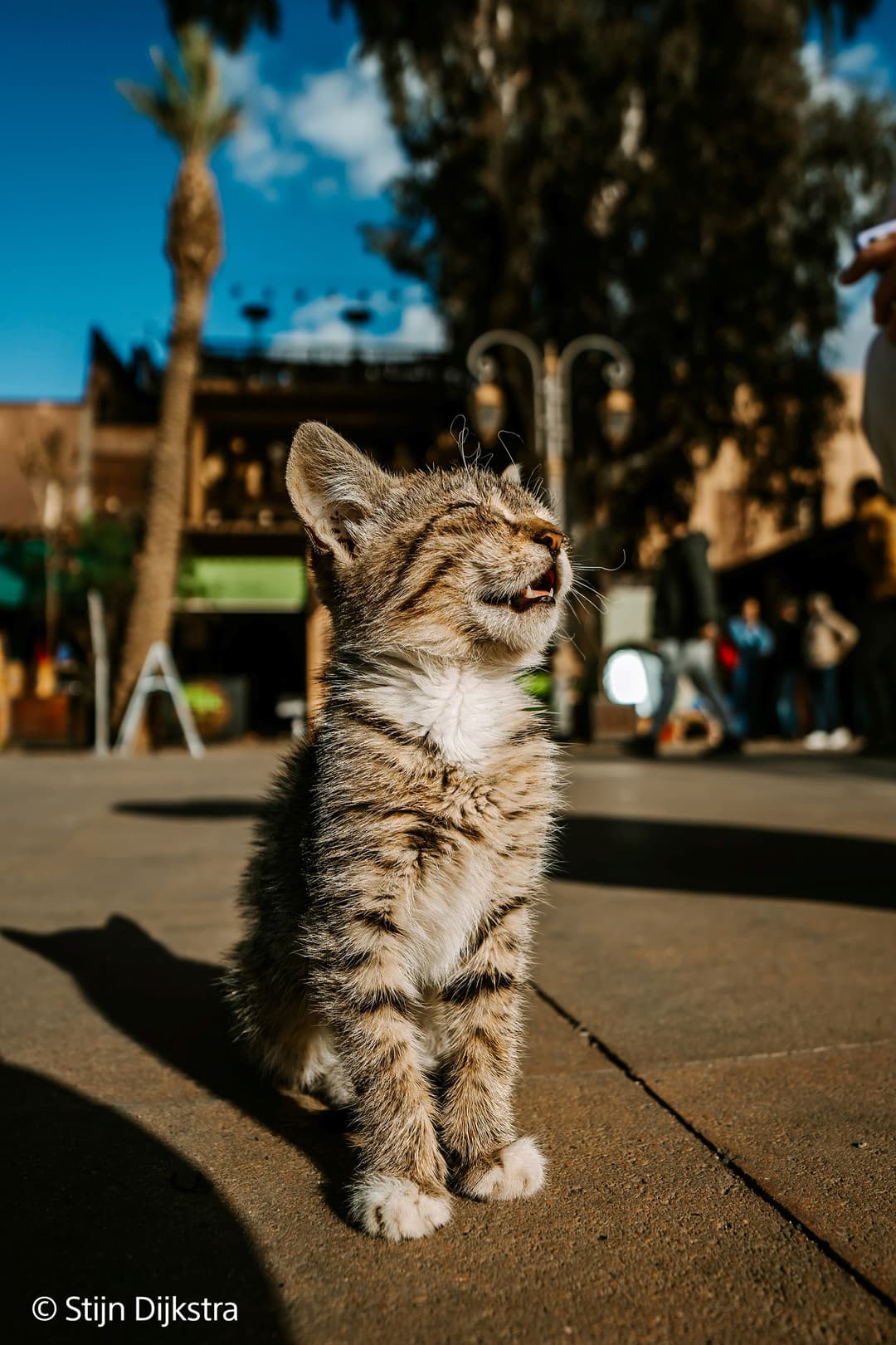 Chat tigré gris et blanc en gros plan net dans une rue, arrière-plan urbain flou avec ciel bleu