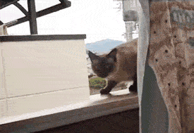 Chat gris foncé assis près d'une fenêtre avec vue sur paysage montagneux en arrière-plan